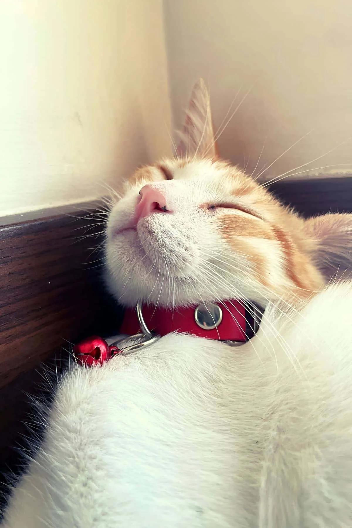 Red Faux Leather Choker Collar with Bell Charm