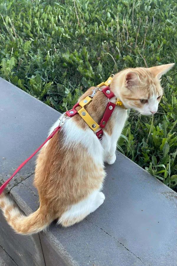 Adjustable Chest Harness with Leash Attachment for Cats