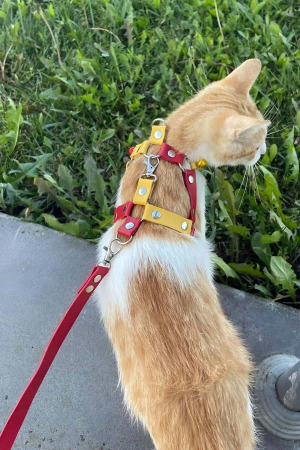 Adjustable Chest Harness with Leash Attachment for Cats