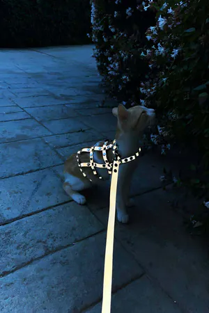 Colorful Reflector Glow in the Dark Stylish Cat Harness, Cat Walking Collar, Cat Safety Collar - NPC011