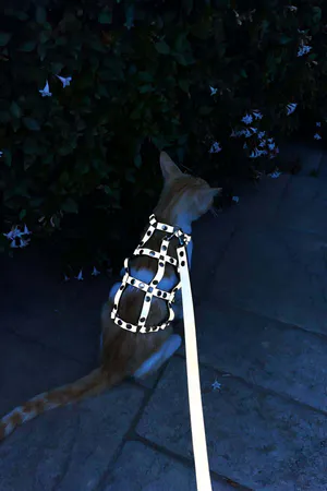 Colorful Reflector Glow in the Dark Stylish Cat Harness, Cat Walking Collar, Cat Safety Collar - NPC011