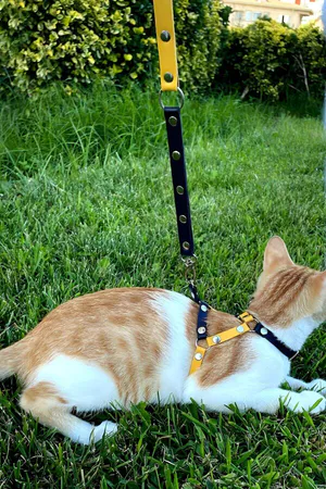 Yellow Navy Blue Fanatik Cat Collar, Cat Walking Collar, Cat Chest Collar - NPC003